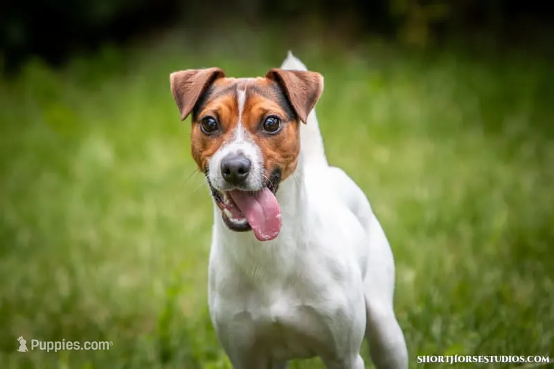 Falcon (Puppy #3 - Lear X Huck – Jack Russell Terrier puppy for sale in Fort Atkinson, WI
