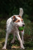 Seagrams 7  (puppy #7), a male Jack Russell Terrier for sale in Fort Atkinson, WI – 4 of 8