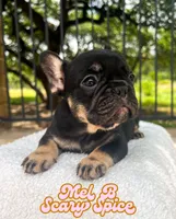Mel B, a female French Bulldog for sale in Austin, TX – 4 of 5