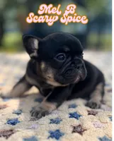 Mel B, a female French Bulldog for sale in Austin, TX – 1 of 5