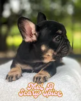 Mel B, a female French Bulldog for sale in Austin, TX – 2 of 5