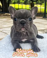 Victoria, a female French Bulldog for sale in Austin, TX – 2 of 3