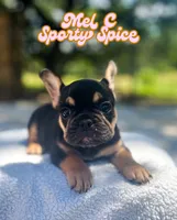 Mel C, a female French Bulldog for sale in Austin, TX – 2 of 4