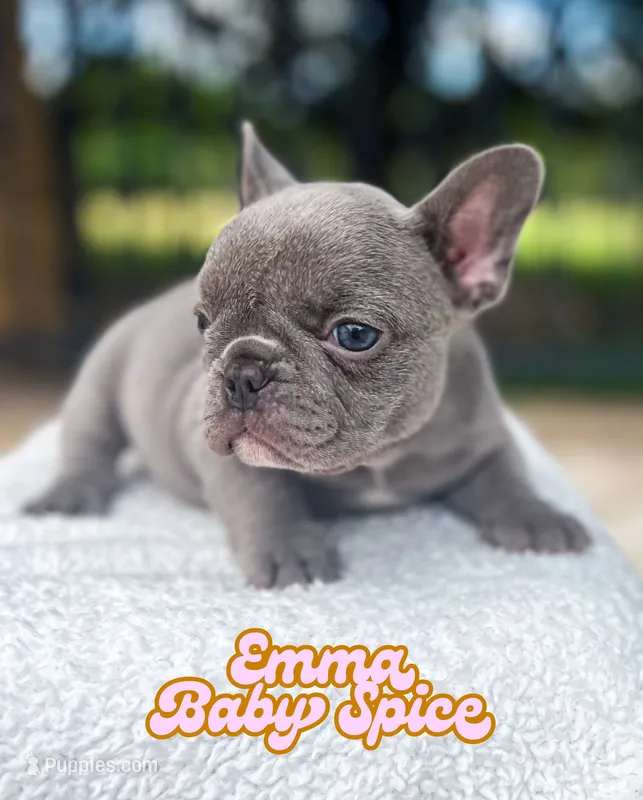 Emma – French Bulldog puppy for sale in Austin, TX
