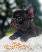 Geri, a female French Bulldog for sale in Austin, TX – 4 of 4