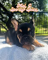 Mel C, a female French Bulldog for sale in Austin, TX – 4 of 4
