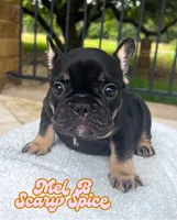 Mel B, a female French Bulldog for sale in Austin, TX – 3 of 5