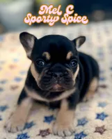 Mel C, a female French Bulldog for sale in Austin, TX – 1 of 4