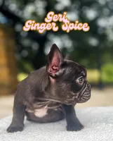Geri, a female French Bulldog for sale in Austin, TX – 3 of 4