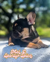 Mel C, a female French Bulldog for sale in Austin, TX – 3 of 4