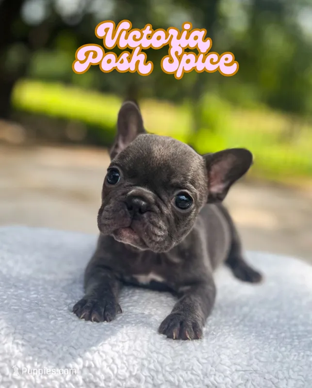 Victoria – French Bulldog puppy for sale in Austin, TX