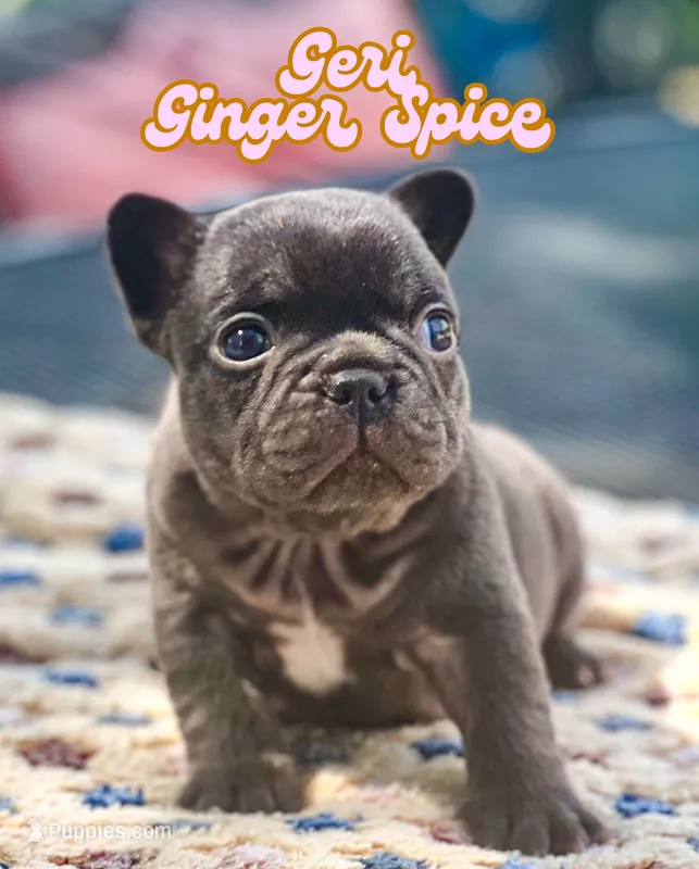 Geri – French Bulldog puppy for sale in Austin, TX