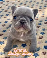 Emma, a female French Bulldog for sale in Austin, TX – 4 of 4