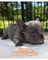 Emma, a female French Bulldog for sale in Austin, TX – 2 of 4
