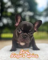 Geri, a female French Bulldog for sale in Austin, TX – 2 of 4