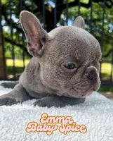 Emma, a female French Bulldog for sale in Austin, TX – 3 of 4