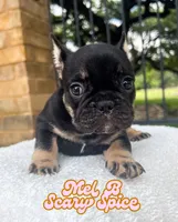 Mel B, a female French Bulldog for sale in Austin, TX – 5 of 5
