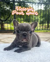 Victoria, a female French Bulldog for sale in Austin, TX – 3 of 3