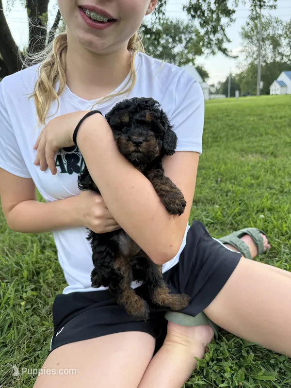 AKC Lady – Poodle - Toy  puppy for sale in Maryville, MO