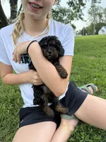 AKC Lady, a female Poodle - Toy  for sale in Maryville, MO – 1 of 2