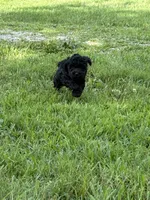 Bear, a male Poodle - Toy  for sale in Maryville, MO – 3 of 3