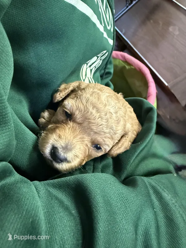 Red  – Poodle - Toy  puppy for sale in Maryville, MO