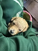 Red , a male Poodle - Toy  for sale in Maryville, MO – Photo 1 of 4