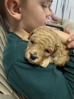 Red , a male Poodle - Toy  for sale in Maryville, MO – Photo 3 of 4