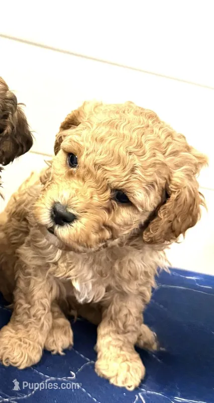 Red  – Poodle - Toy  puppy for sale in Maryville, MO