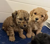 Red , a male Poodle - Toy  for sale in Maryville, MO – Photo 4 of 4