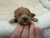 Red , a male Poodle - Toy  for sale in Maryville, MO – Photo 2 of 4