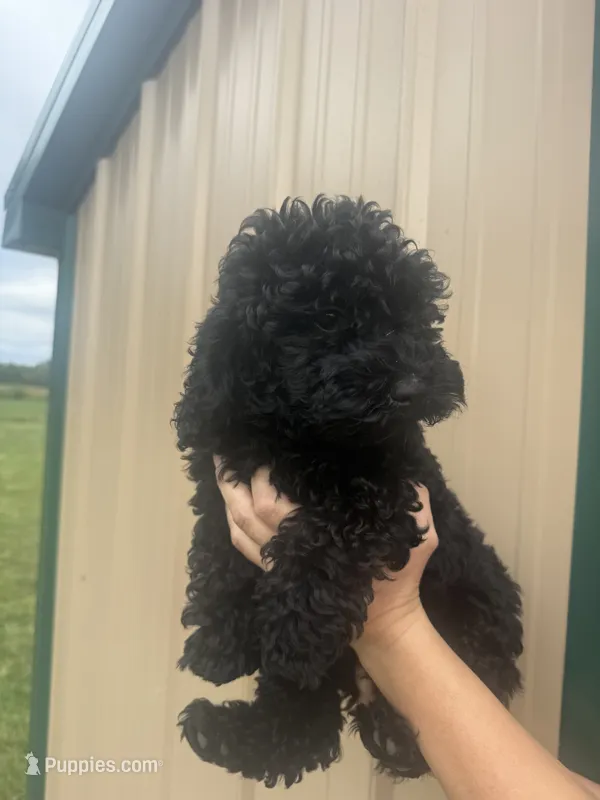 AKC- Bear – Poodle - Toy  puppy for sale in Maryville, MO
