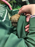 Brown , a female Poodle - Toy  for sale in Maryville, MO – Photo 2 of 3