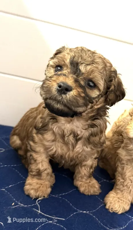 Brown  – Poodle - Toy  puppy for sale in Maryville, MO