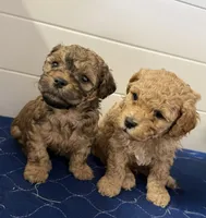 Brown , a female Poodle - Toy  for sale in Maryville, MO – Photo 3 of 3