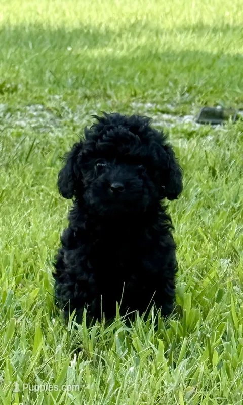 BB – Poodle - Toy  puppy for sale in Maryville, MO