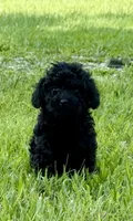 BB, a female Poodle - Toy  for sale in Maryville, MO – 1 of 3