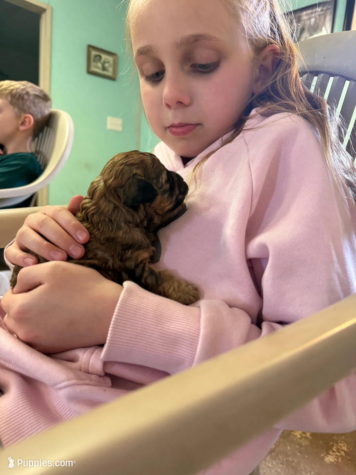 Brown , a female Poodle - Toy  for sale in Maryville, MO – Photo 1 of 3