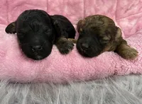 Black, a female Poodle - Toy  for sale in Maryville, MO – Photo 2 of 3