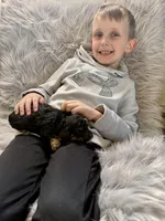 Black, a female Poodle - Toy  for sale in Maryville, MO – Photo 3 of 3