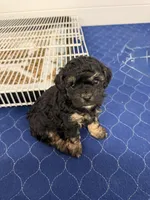 Black, a female Poodle - Toy  for sale in Maryville, MO – Photo 1 of 3