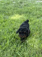 AKC Lady, a female Poodle - Toy  for sale in Maryville, MO – 2 of 2