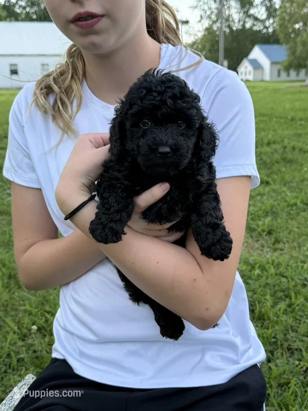 Bear – Poodle - Toy  puppy for sale in Maryville, MO