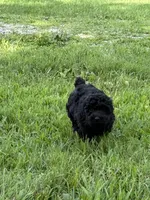 Bear, a male Poodle - Toy  for sale in Maryville, MO – 2 of 3