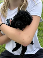 BB, a female Poodle - Toy  for sale in Maryville, MO – 2 of 3
