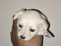 Yuki, a male Maltipoo for sale in Tampa, FL – 3 of 4