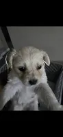 Yuki, a male Maltipoo for sale in Tampa, FL – 4 of 4