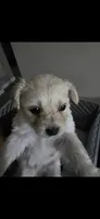 Yuki, a male Maltipoo for sale in Tampa, FL – 2 of 4