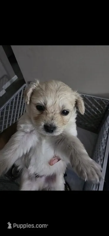 Yuki – Maltipoo puppy for sale in Tampa, FL