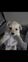 Yuki, a male Maltipoo for sale in Tampa, FL – 1 of 4